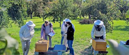 Creating a Sustainable Society with Honeybees